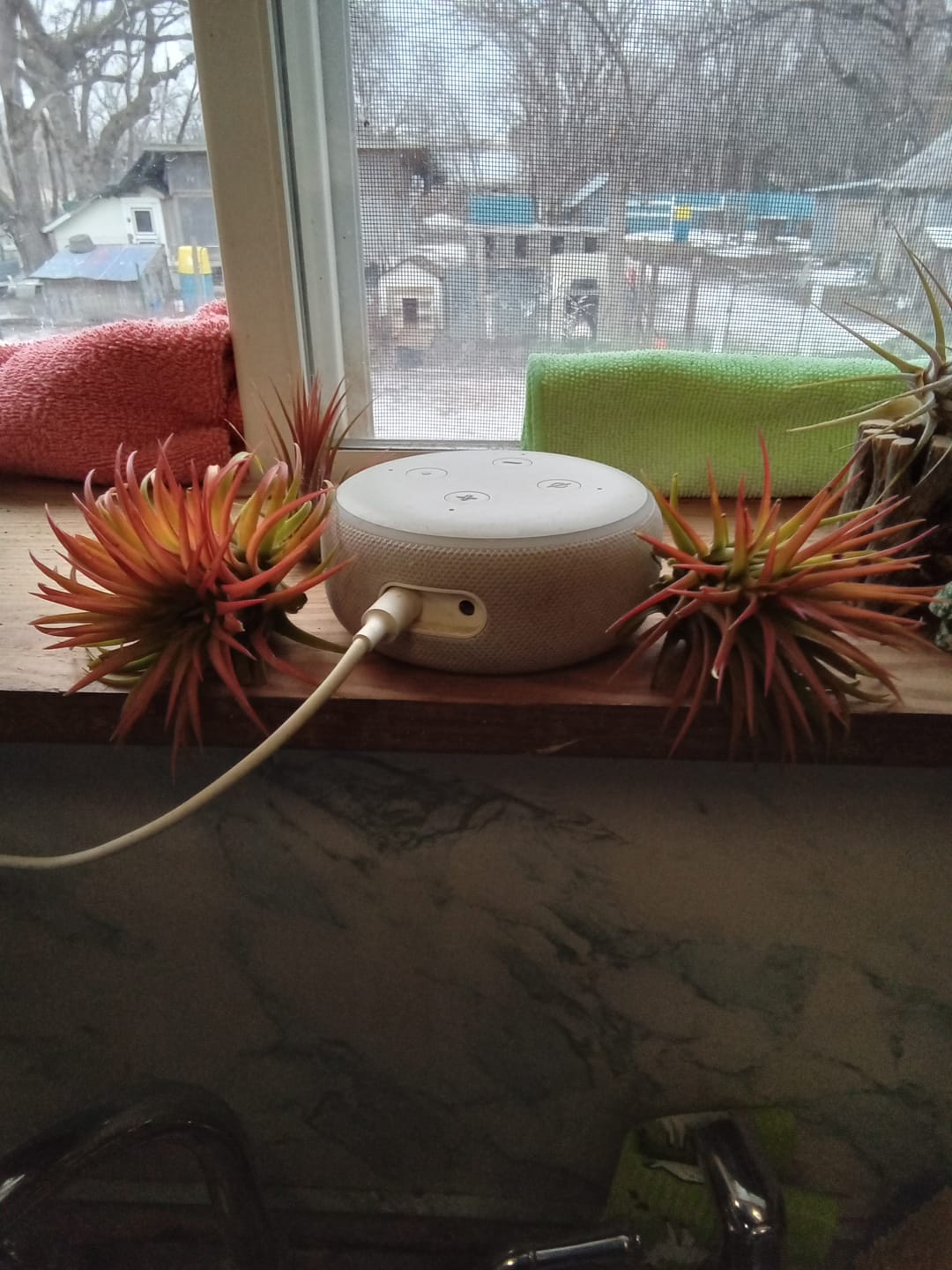 Customer photo review of B Quality Ionantha Variety 3 Pack  ($0.75 Per Plant)