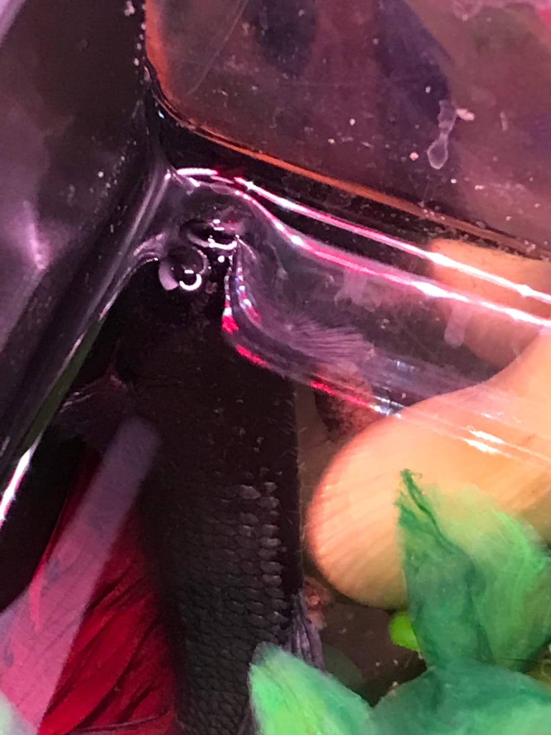 Customer photo review of Red Copper Halfmoon Male Betta Fish