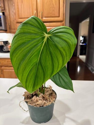 Customer photo review of Winter Protection