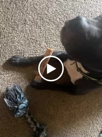 Customer video review of Chewy Ostrich Flat Tendon. Long-lasting, Natural Dog Chew Treat by Savannah Pet Food