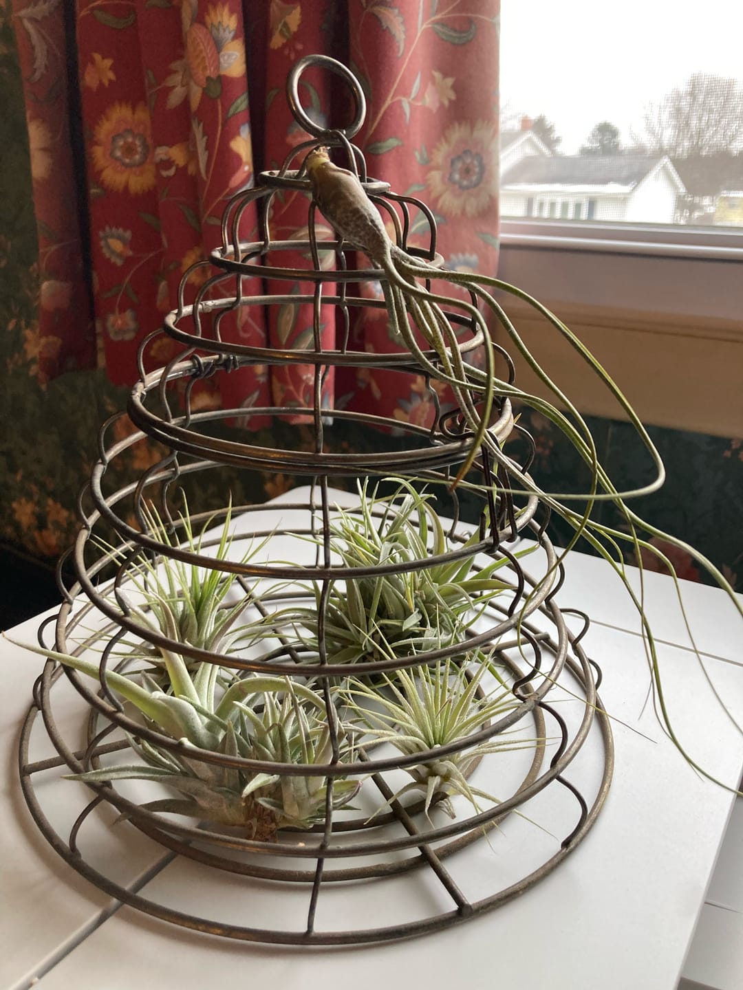 Customer photo review of B Quality Greenhouse Mix 10 Plant Pack