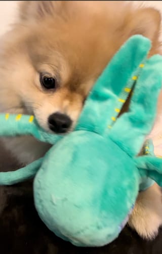 Customer photo review of Clean Earth Plush - 100% Sustainable