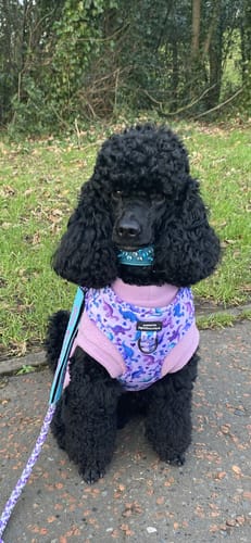 Customer photo review of Adjustable Harness – Tiny Diny
