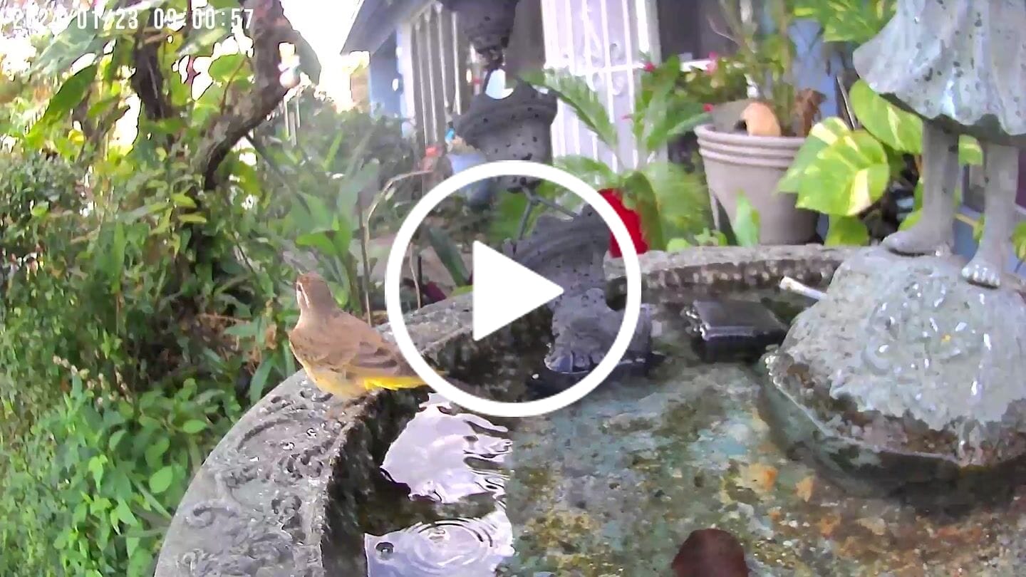 Customer video review of Birdfy Cam