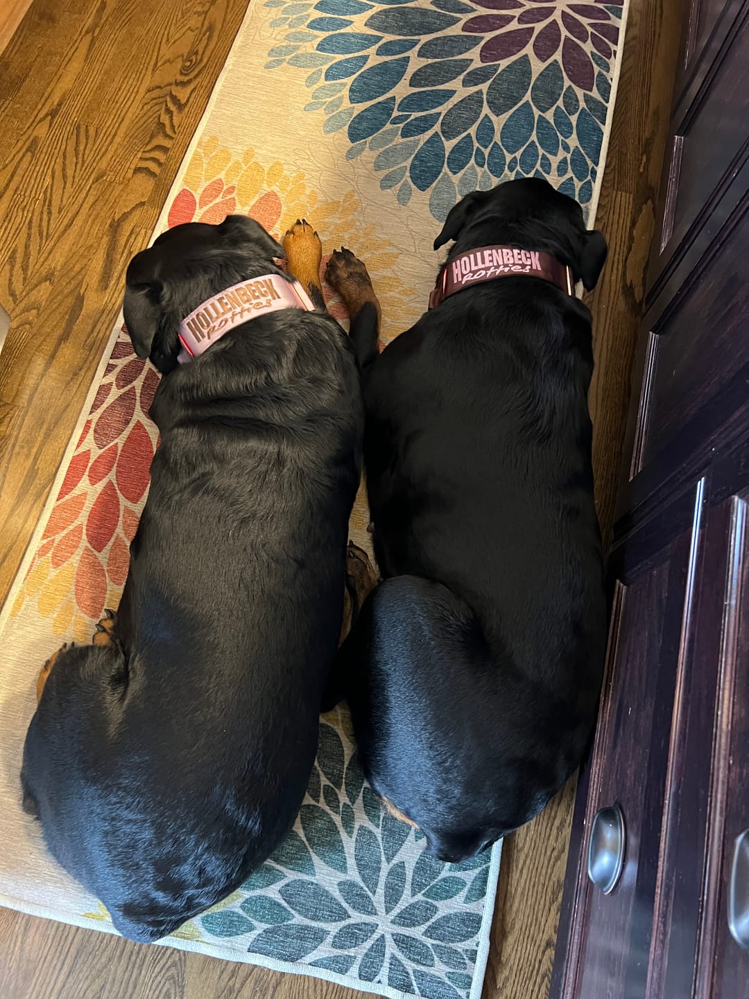Customer photo review of 2" Tacti Luxe Dog Collar - Rose Gold - Sofia
