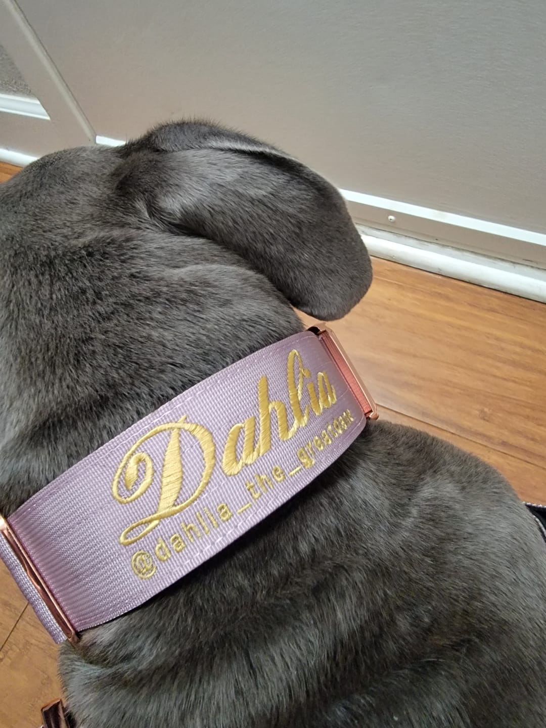 Customer photo review of 2" Tacti Luxe Dog Collar - Rose Gold - Sofia