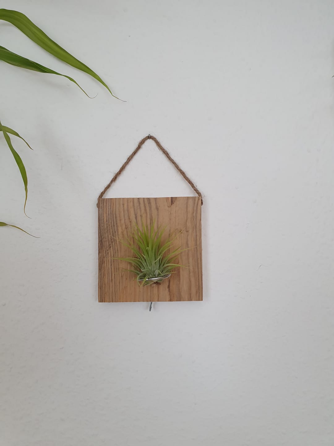 Customer photo review of Tillandsien Kachel - hängend