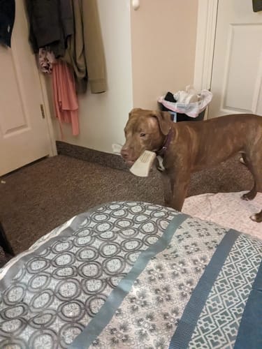 Customer photo review of Nylon-Woodfilled Chew Toys - USA Made