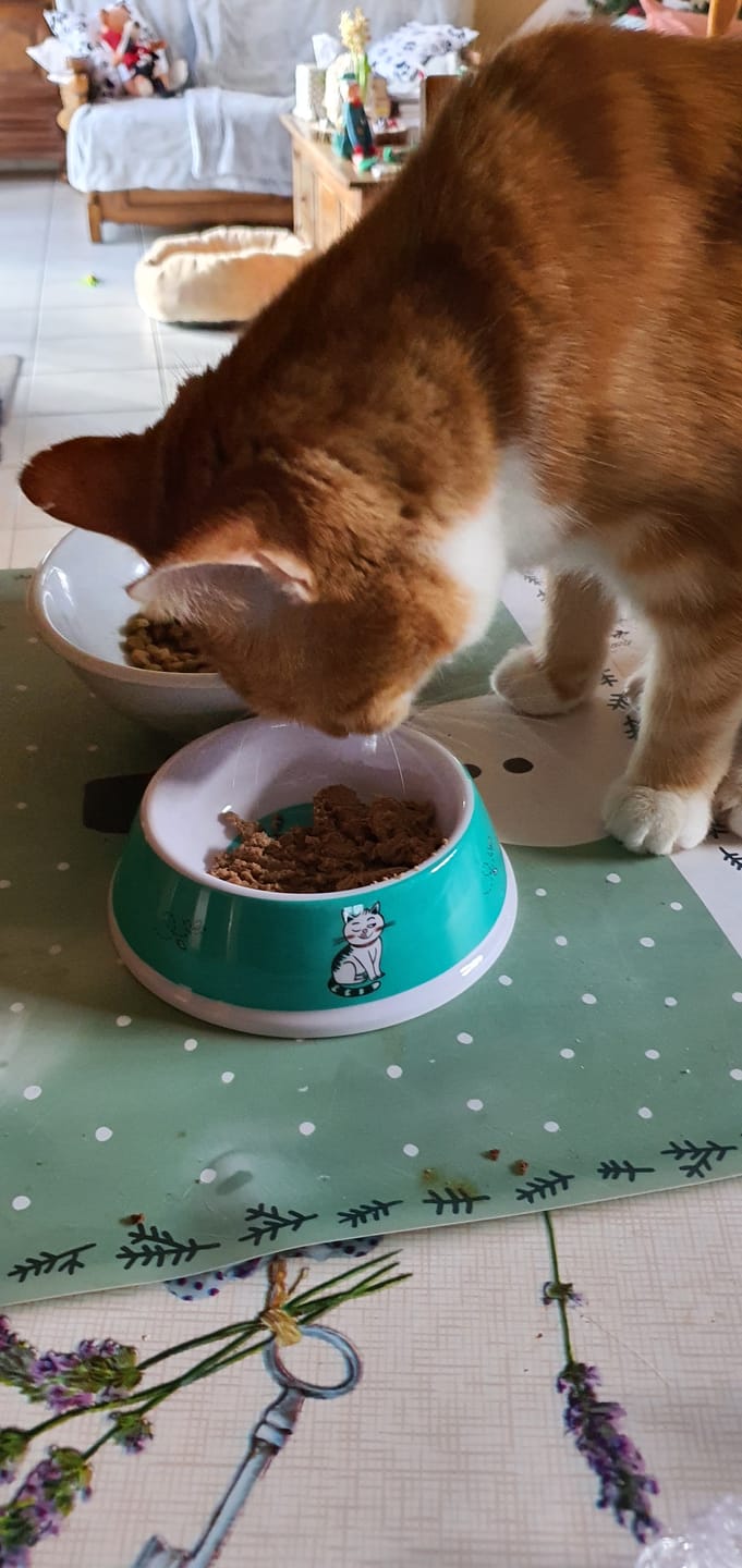 Customer photo review of Effilés au bœuf, haricots & tomates (chat stérilisé et chat adulte)