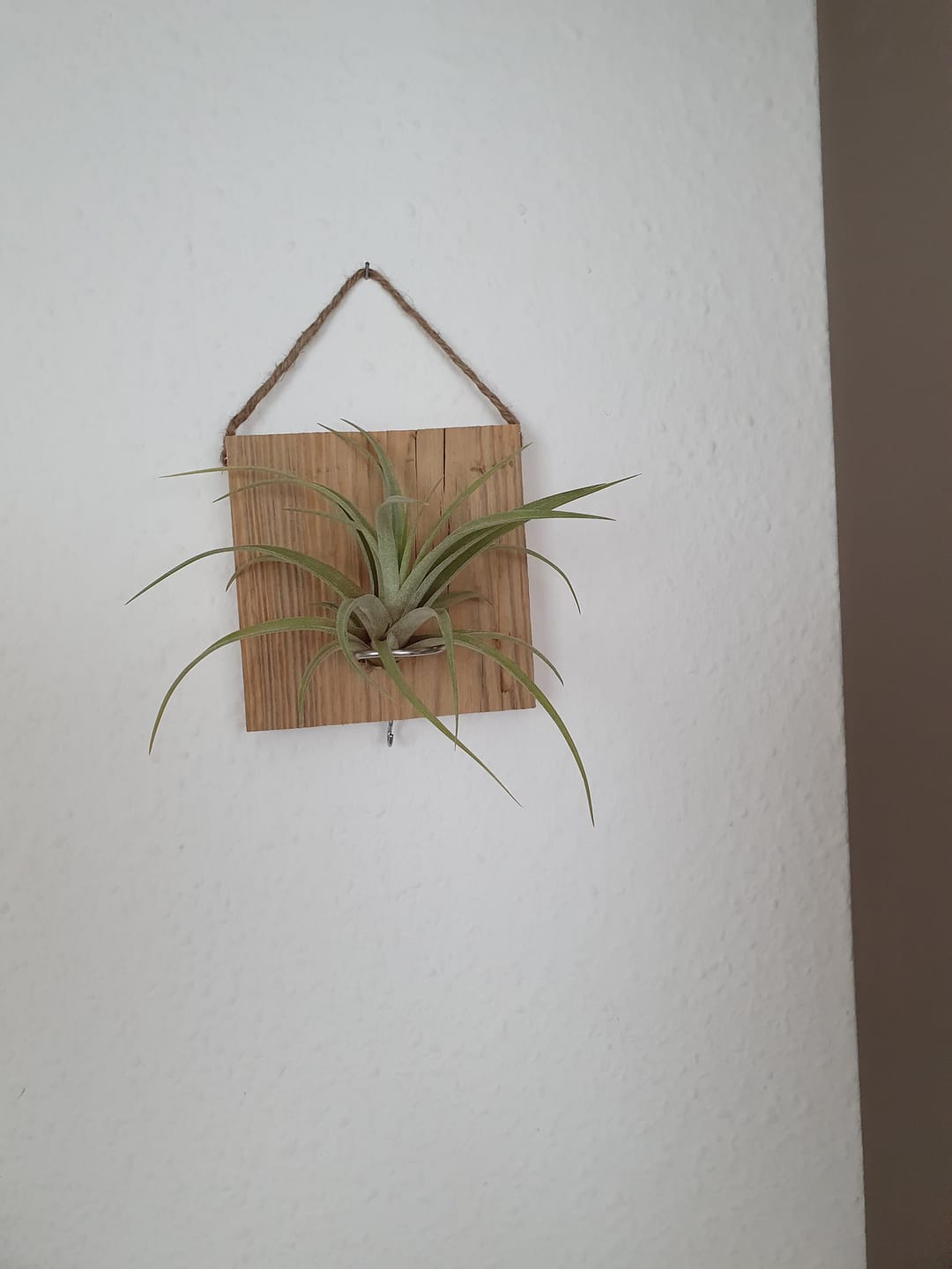Customer photo review of Tillandsien Kachel - hängend