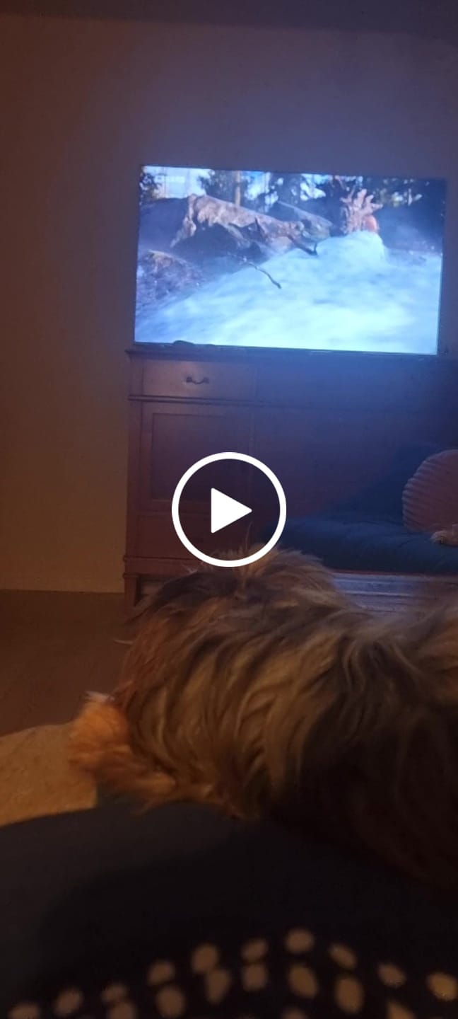 Customer video review of DNA Test Rassebestimmung Pro + MDR1 + Erbkrankheiten Hund