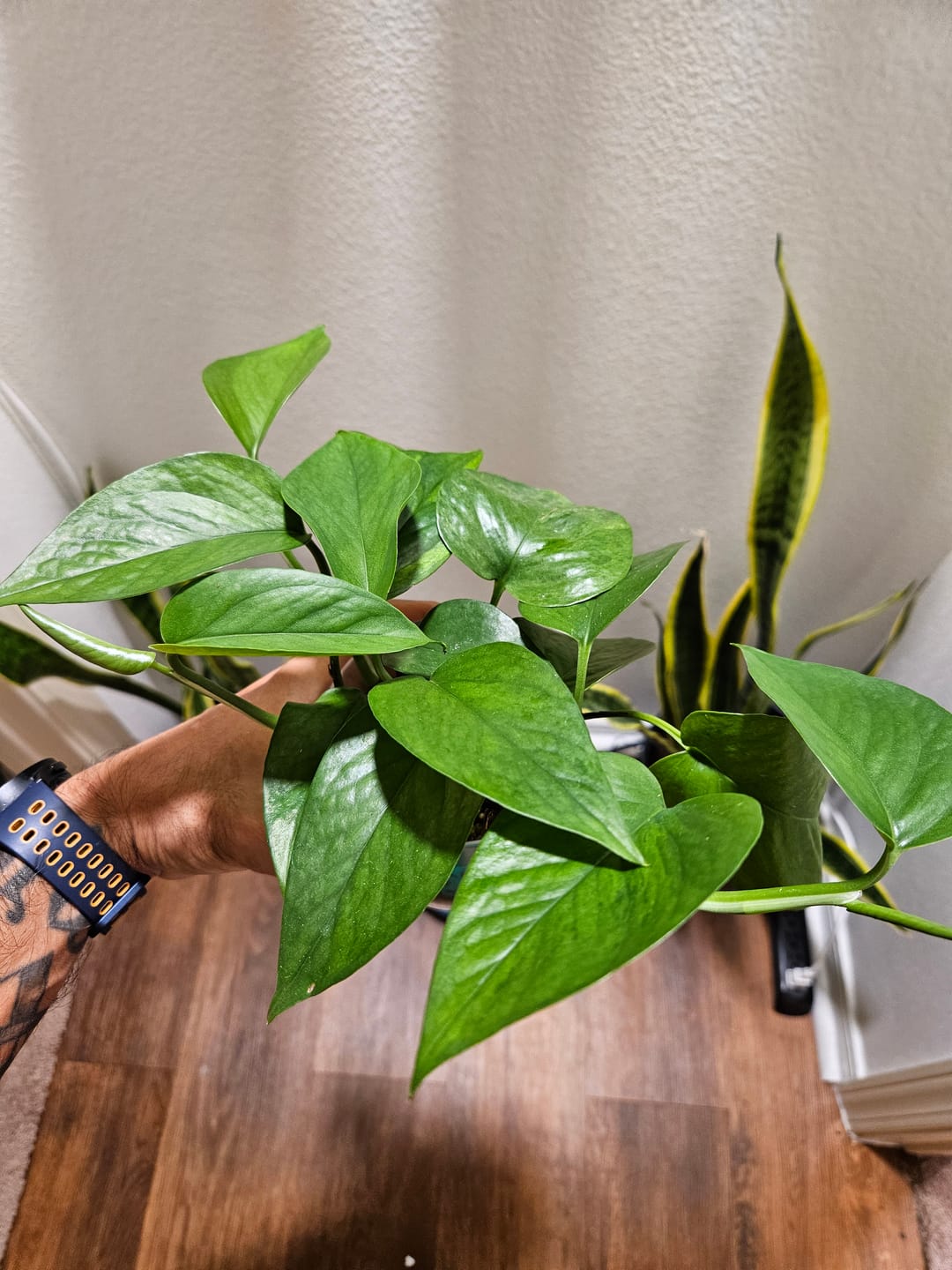 Customer photo review of Pothos Epipremnum aureum 'Jessenia'