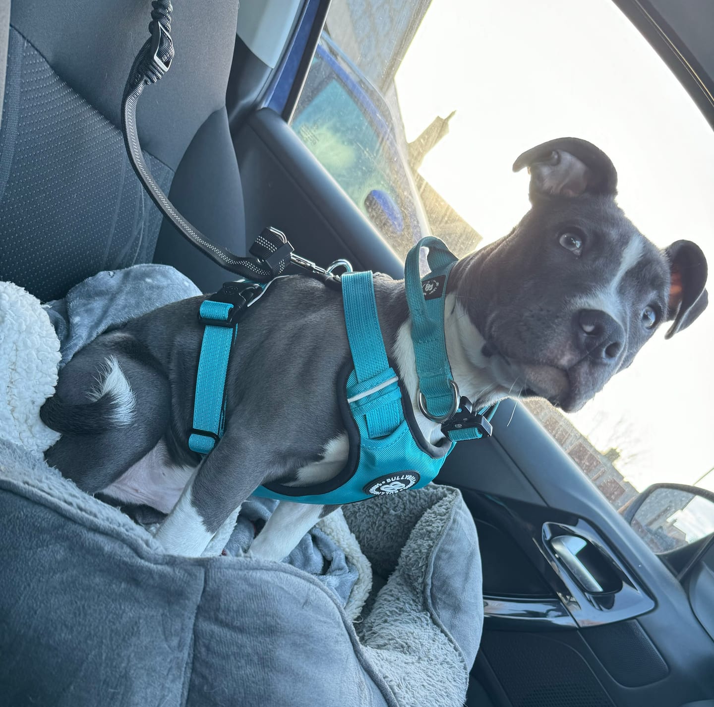 Customer photo review of Premium Comfort Harness | Non Restrictive & Adjustable - Light Blue