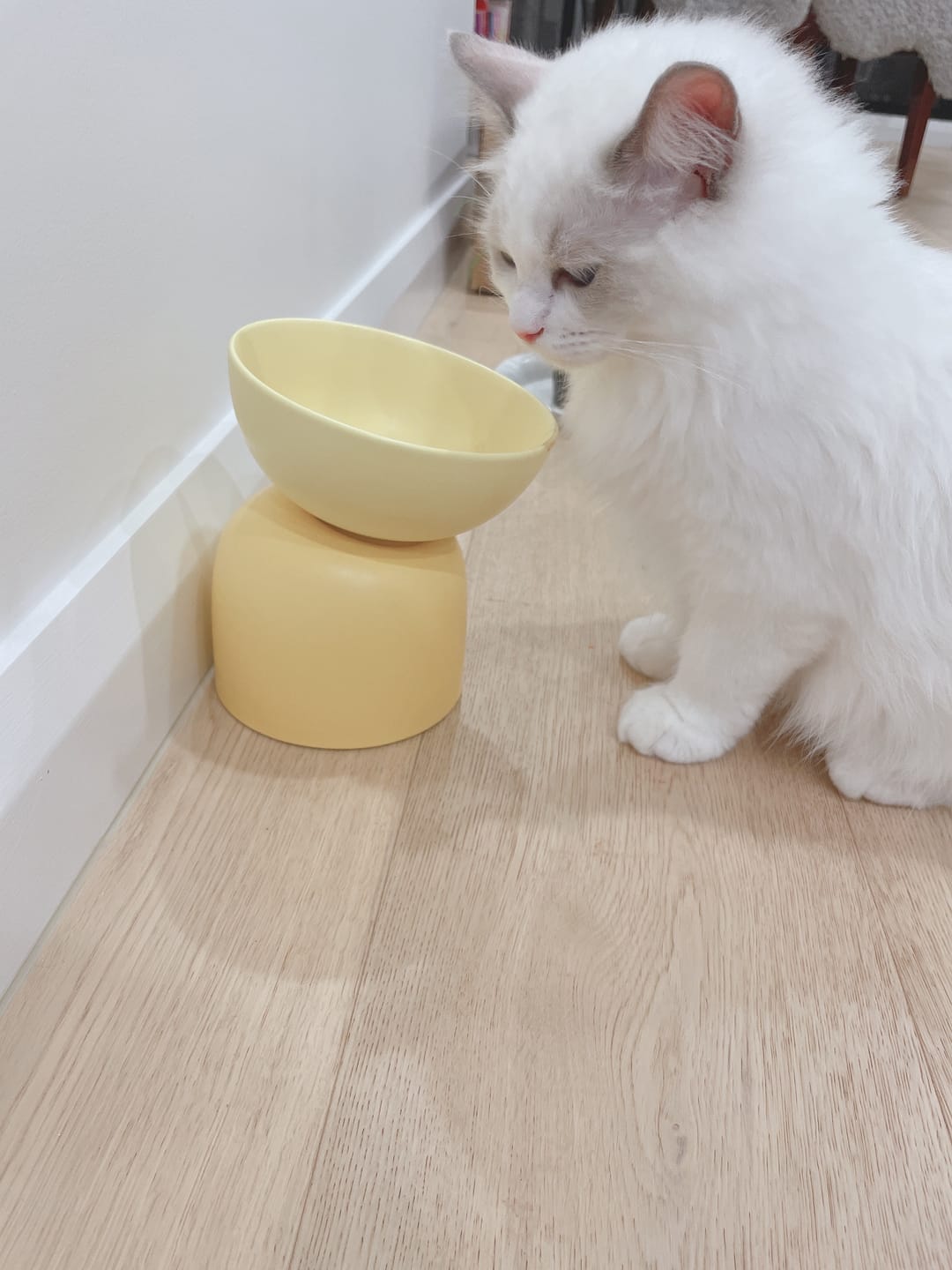 Customer photo review of Makesure Sugar Bean Ceramic Double Pet Bowls For Cat and Small Dogs