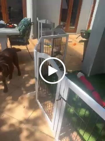 Customer video review of PaWz 6 Panels Pet Playpen