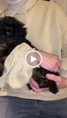 Customer video review of Jahrespaket Wurmtest Pro Hund