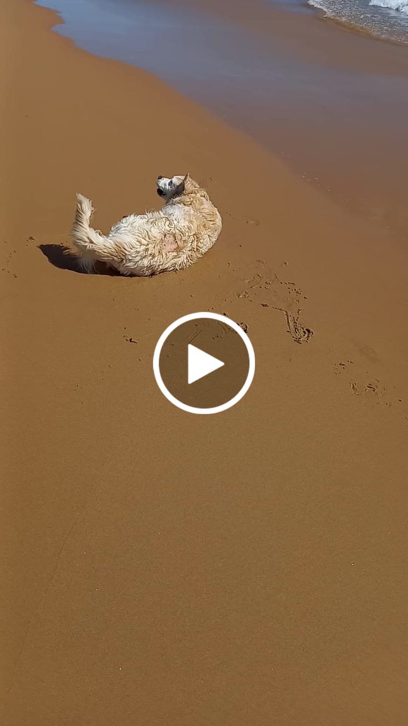 Customer video review of Canine Joint Plus™️ 500g