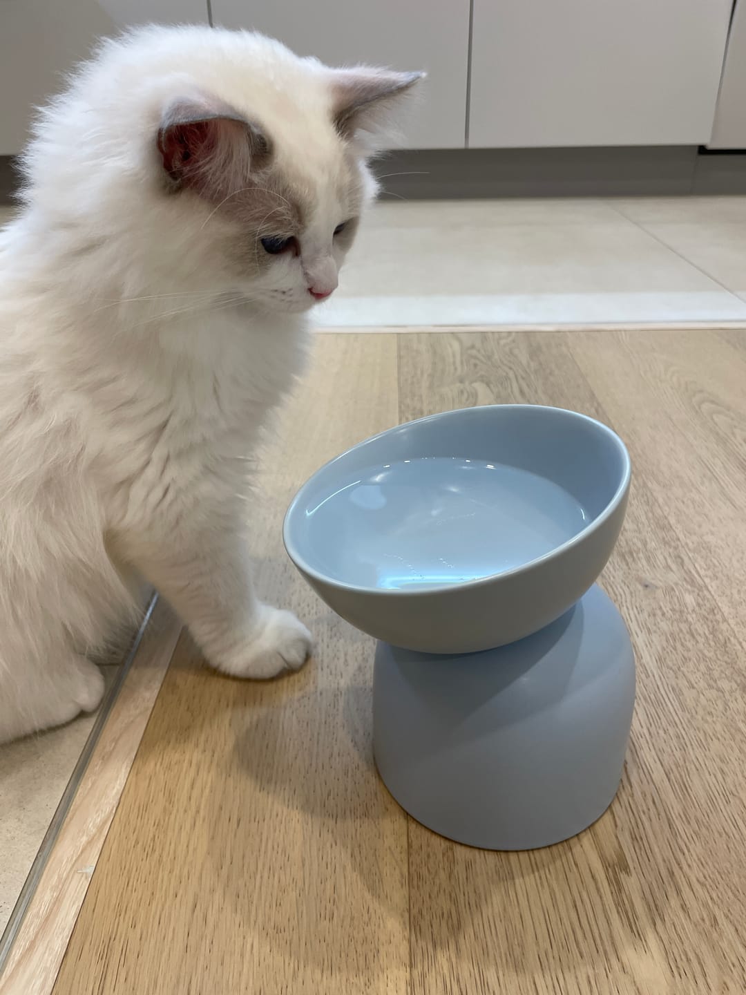 Customer photo review of Makesure Sugar Bean Ceramic Double Pet Bowls For Cat and Small Dogs