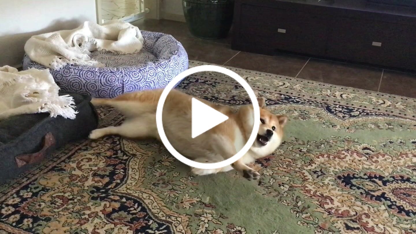 Customer video review of Canine Joint Plus™️ 500g
