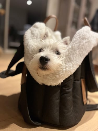 Customer photo review of Case for Pony bag