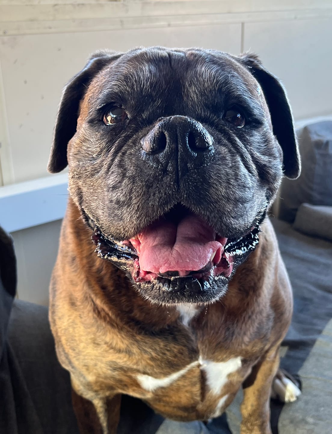 Customer photo review of Canine Joint Plus™️ 500g