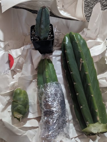 Customer photo review of Imperfect San Pedro Cactus Cuttings | Echinopsis (Trichocereus) pachanoi Cuttings