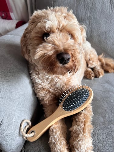 Customer photo review of Dog Brush