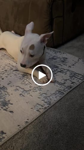 Customer video review of 6 Inch Thick Bully Stick