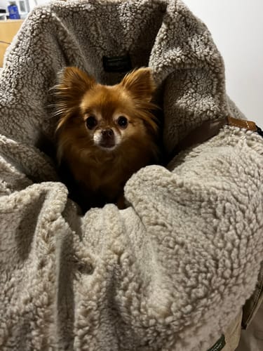 Customer photo review of Fur case for dog car seat