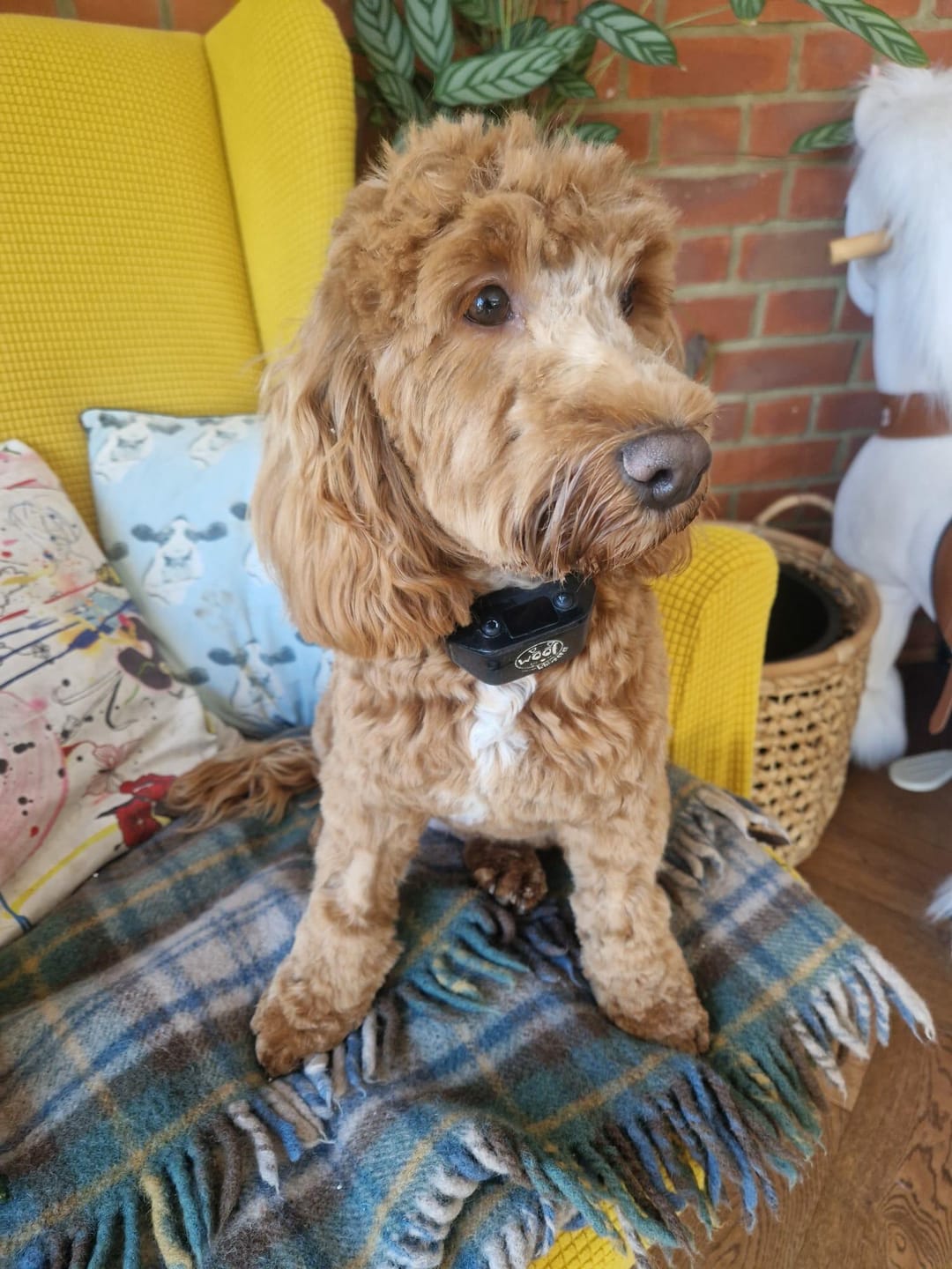 Customer photo review of Rechargeable Anti Bark Training Collar - Sound & Vibration - No Shock