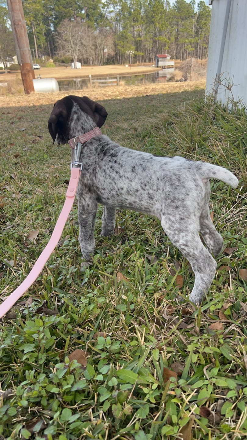 Customer photo review of Solace Waterproof Leash