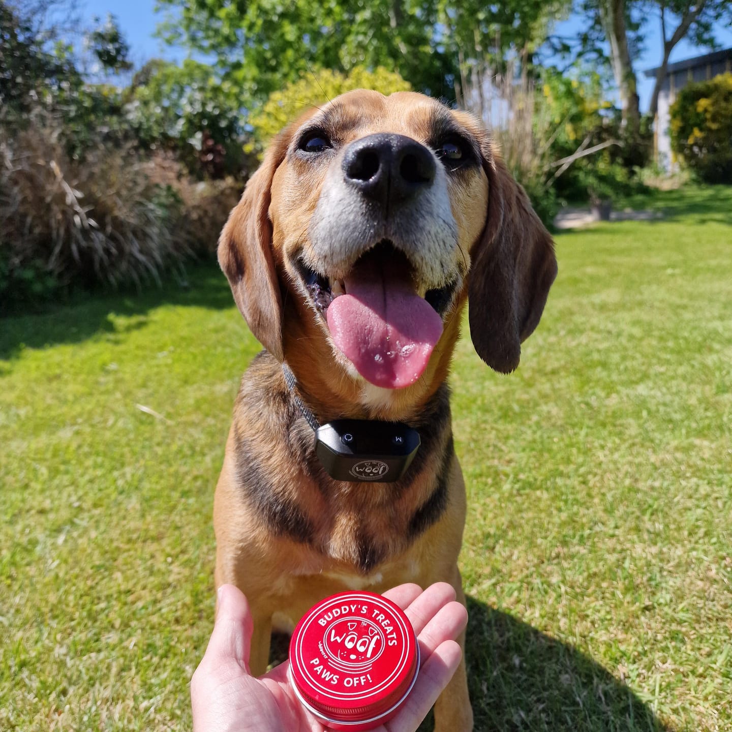 Customer photo review of Calm & Relaxed Training Treats