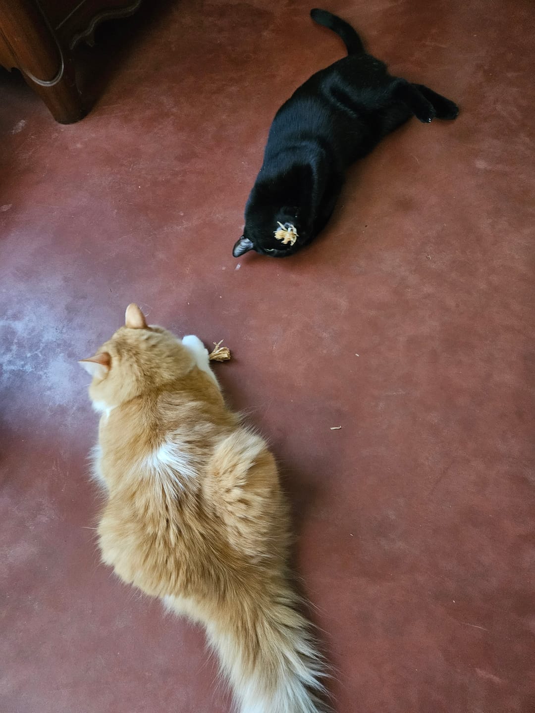 Customer photo review of RYERCAT Silvervine Cat Dental Sticks