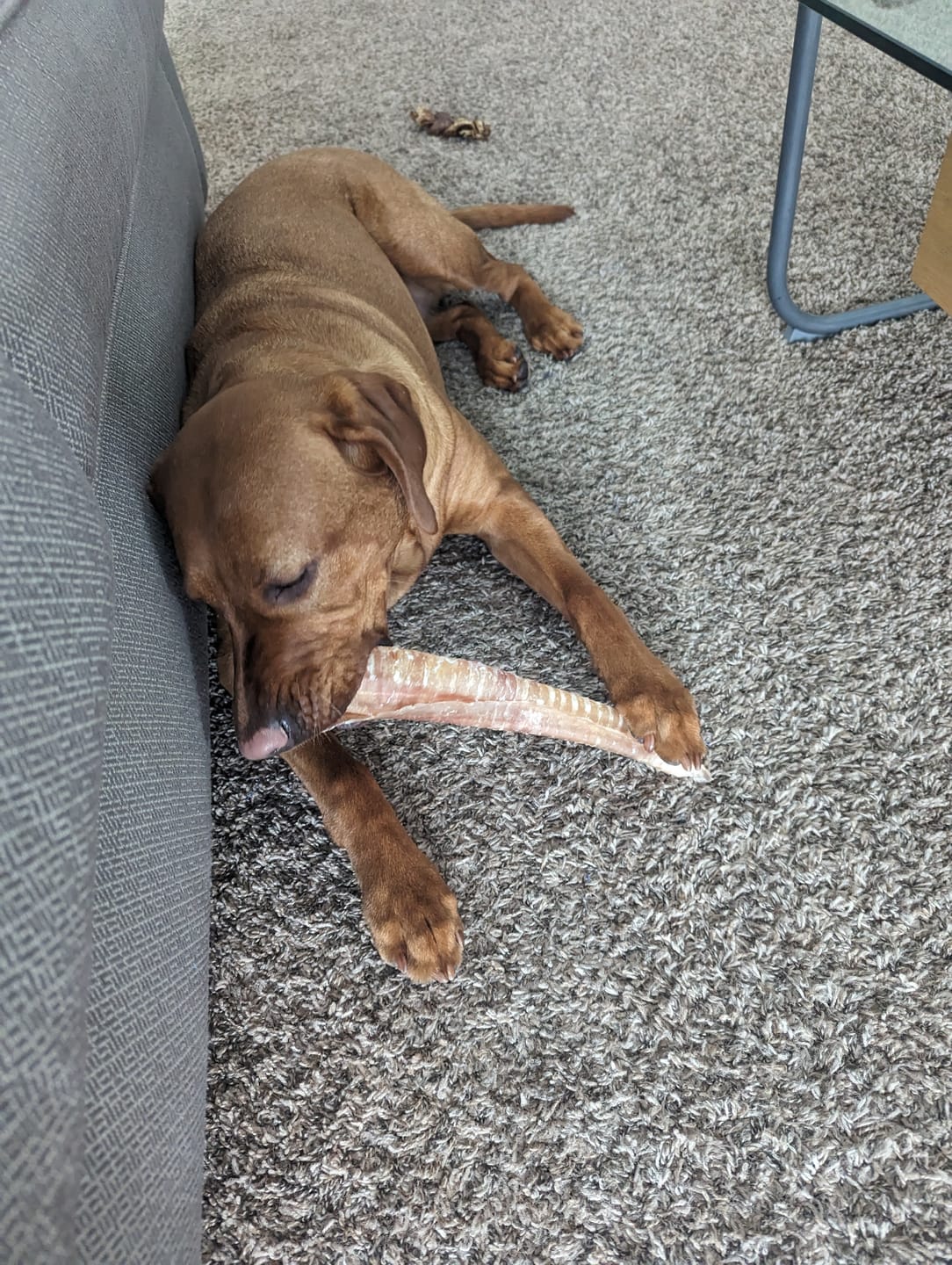 Customer photo review of 12 Inch Beef Trachea