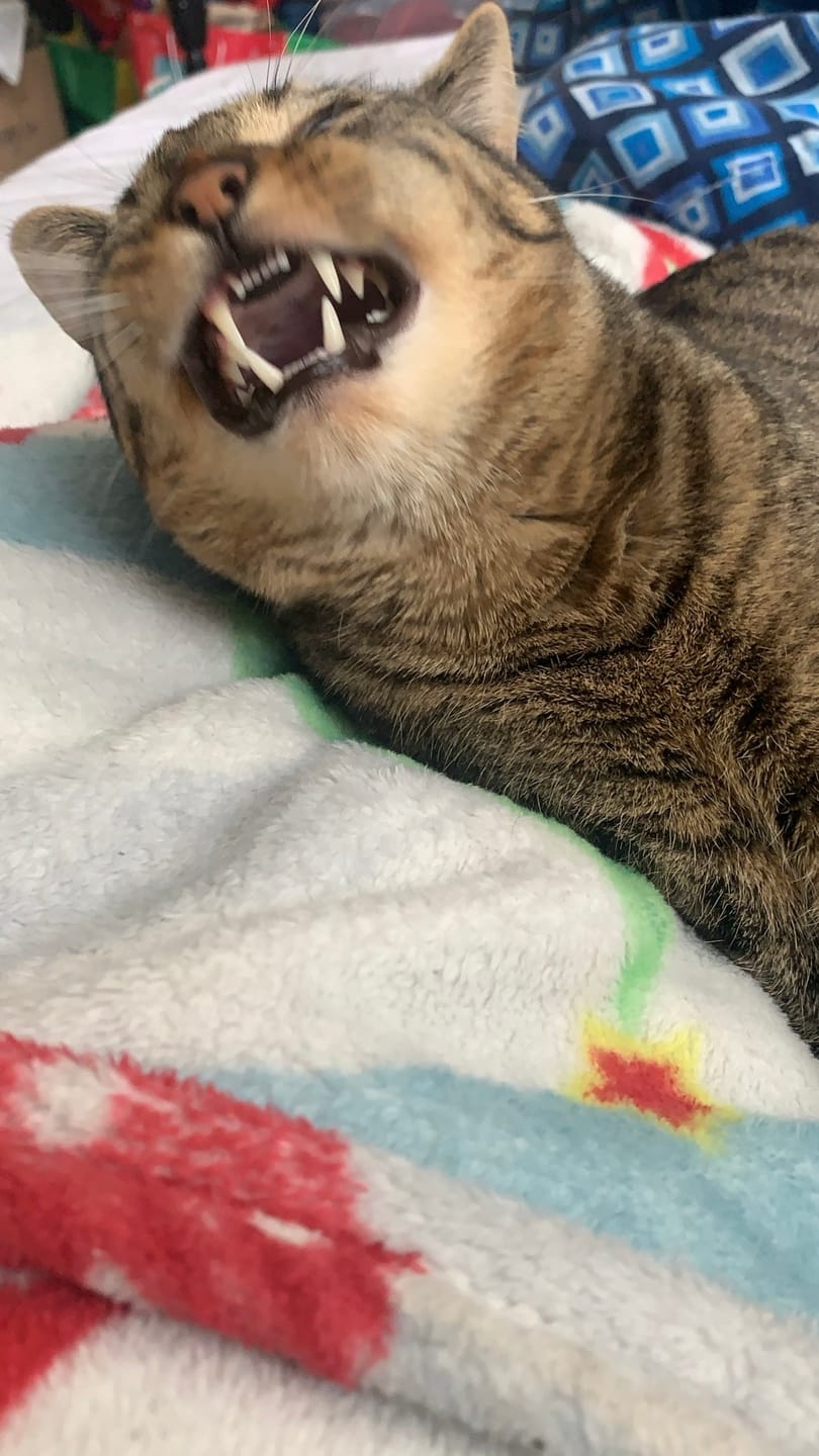 Customer photo review of RYERCAT Dual Sided Cat Toothbrush