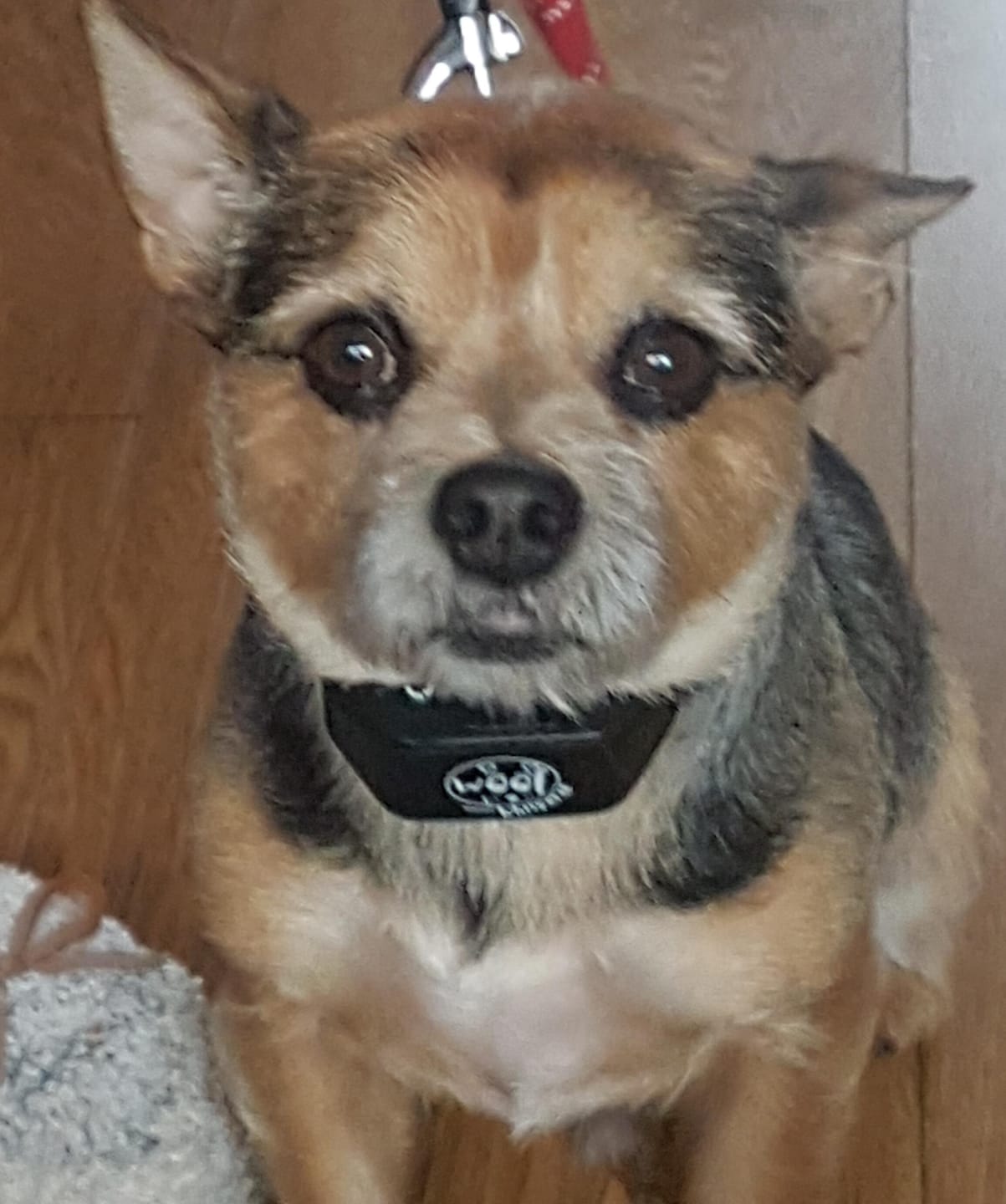 Customer photo review of Rechargeable Anti Bark Training Collar - Sound & Vibration - No Shock