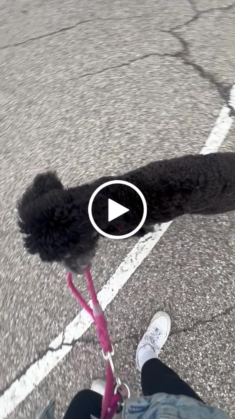 Customer video review of 6-IN-1 Hands Free Cotton Rope Dog Leash