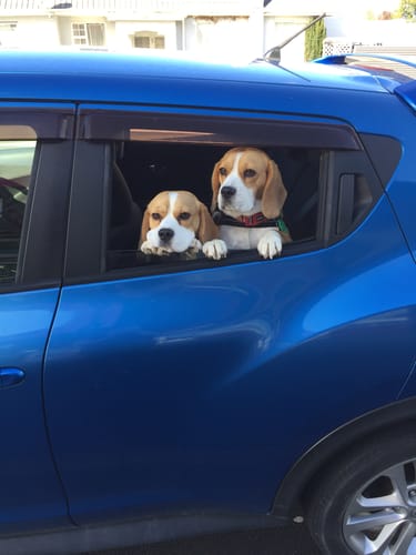 Customer photo review of Car Seat Cover
