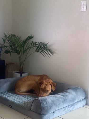 Customer photo review of PaWz Pet Sofa Bed