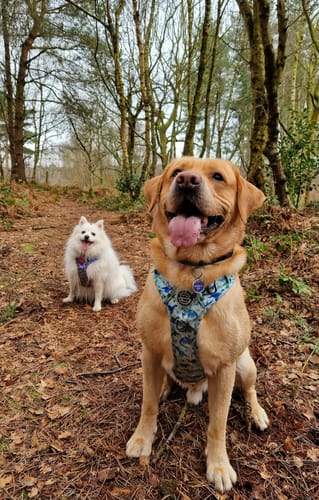 Customer photo review of Tough Trails™ Harness - Dinky Dino