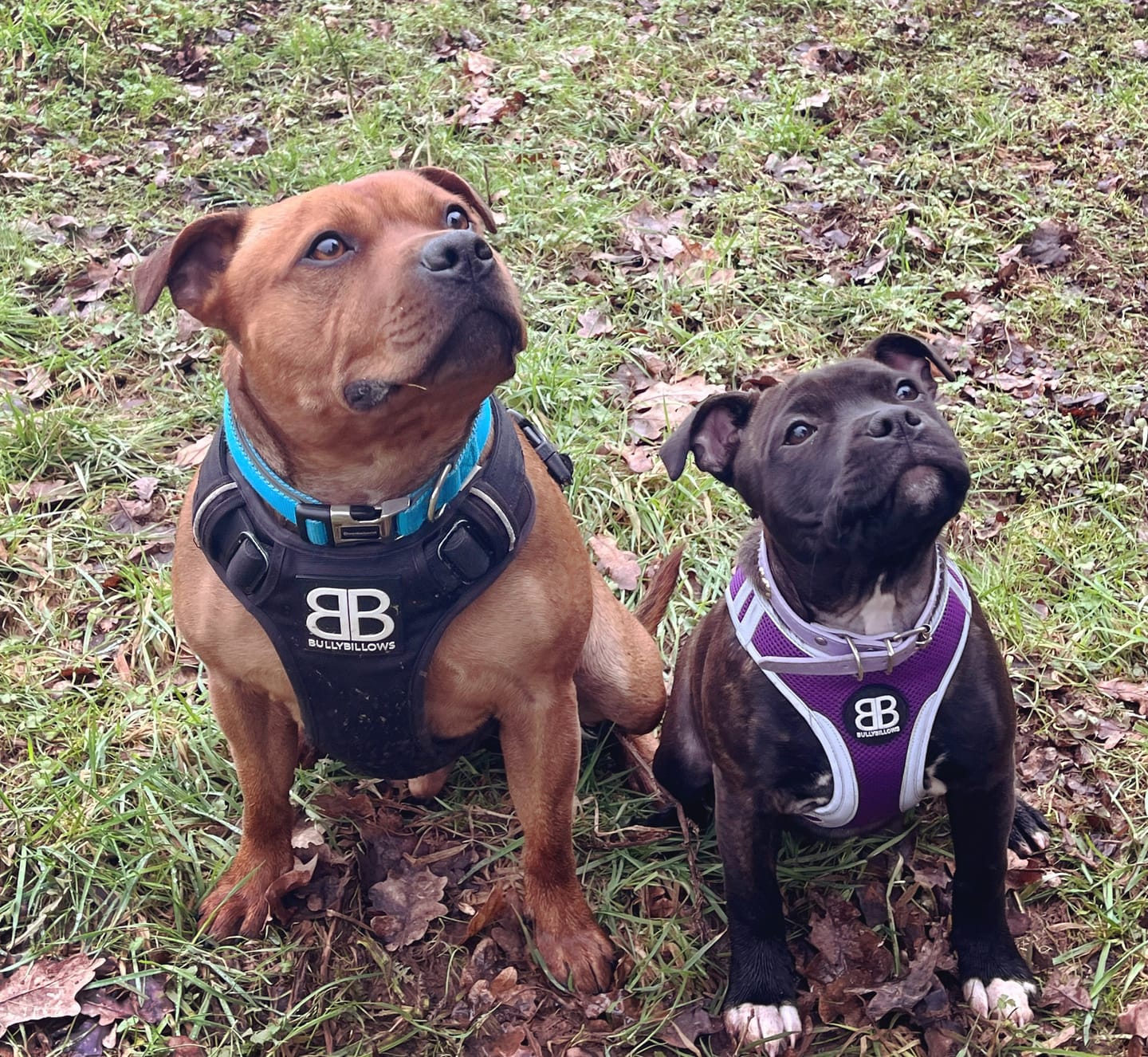 Customer photo review of Premium Comfort Harness | Non Restrictive & Adjustable - Black v2.0