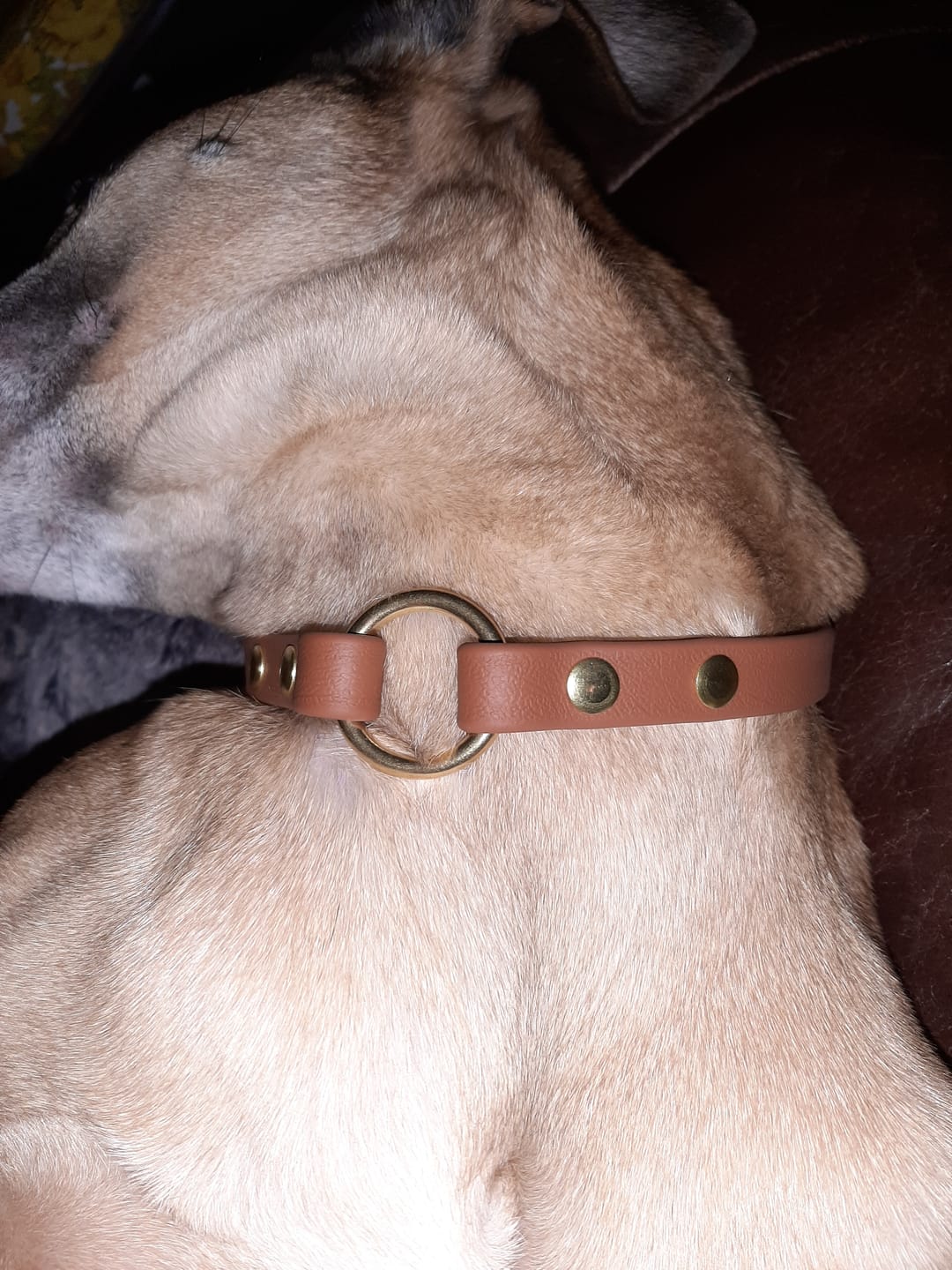 Customer photo review of House Collar