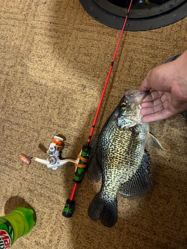 Customer photo review of Custom Carbon Ice Rod