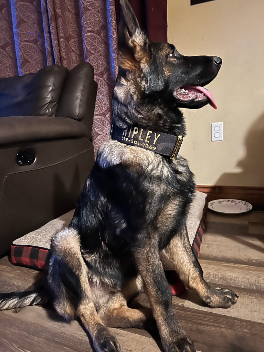 Customer photo review of Tacti Luxe Dog Leash - Gold Camo