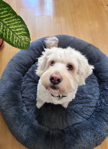 Customer photo review of Cama Antiestrés Para Perros