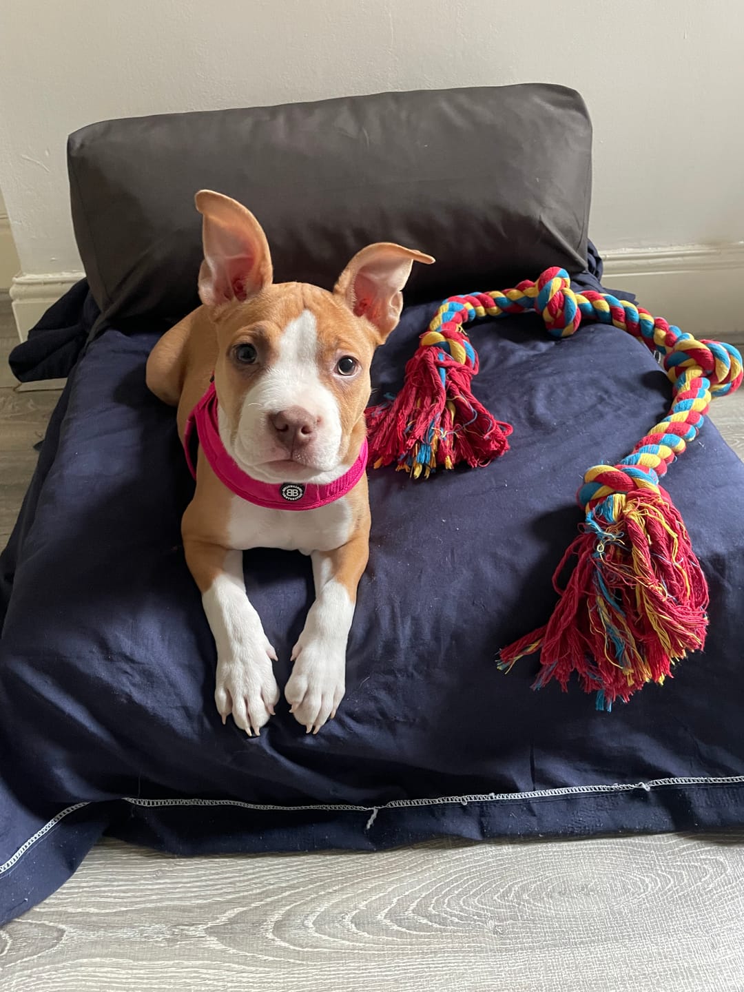 Customer photo review of Boomerang Harness - Non Restrictive, Lightweight, Small - Medium Breeds -  Carminerose
