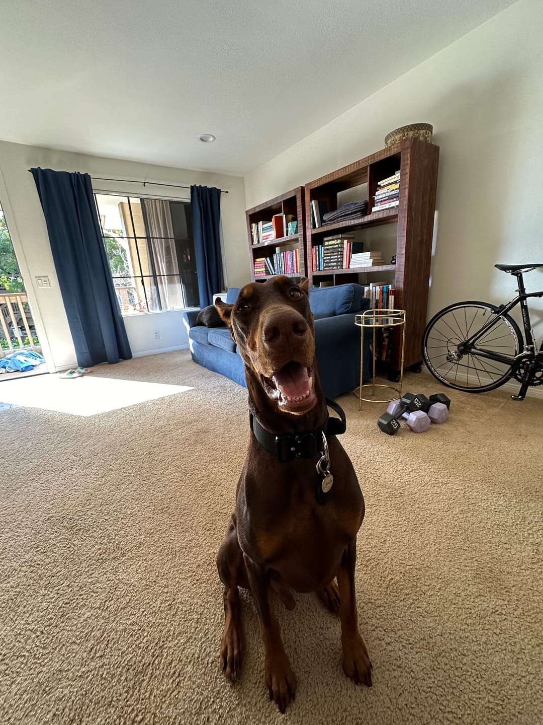Customer photo review of 1.5" Tacti Slim Dog Collar- Black