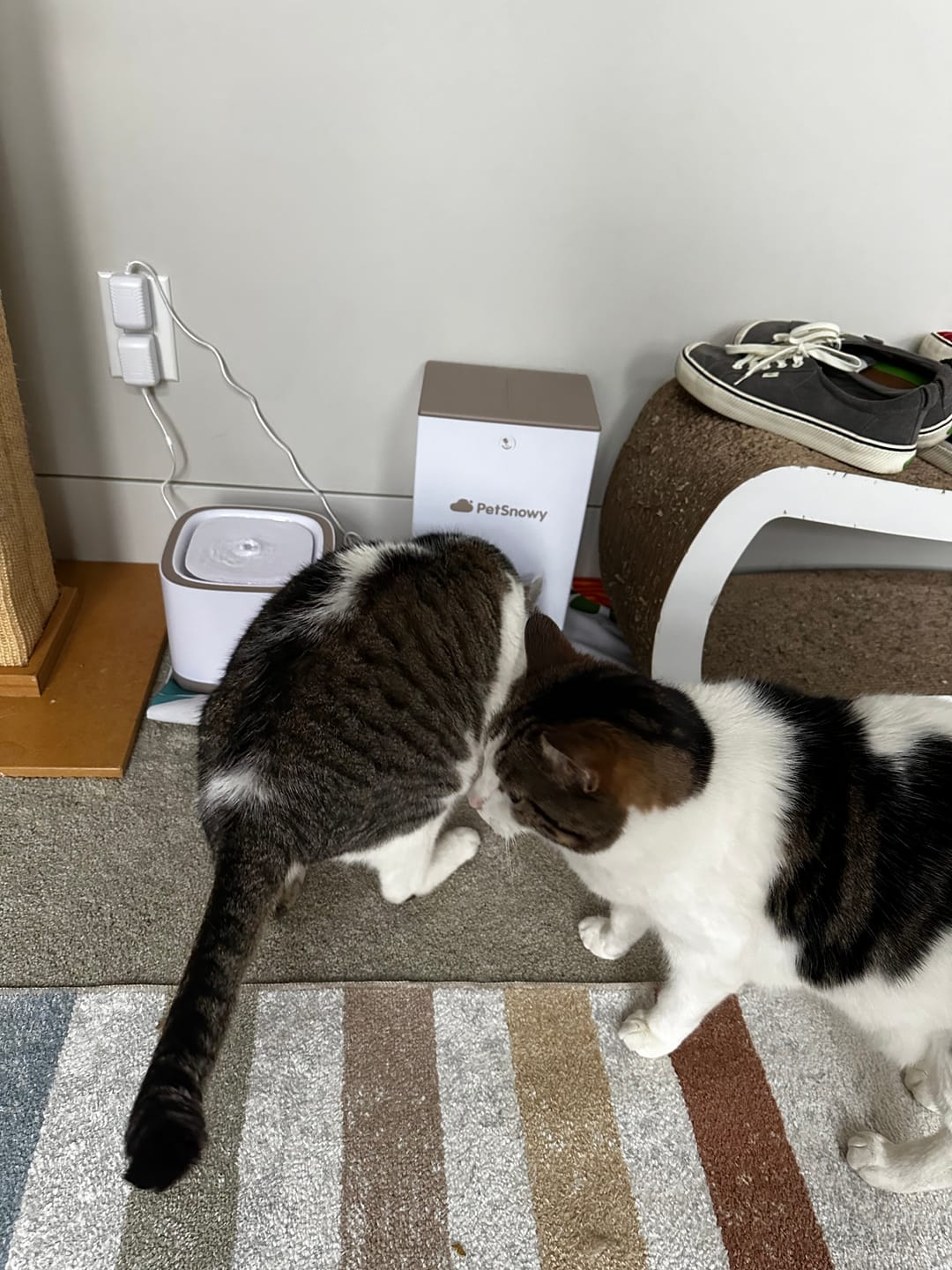 Customer photo review of Pet Water Fountain