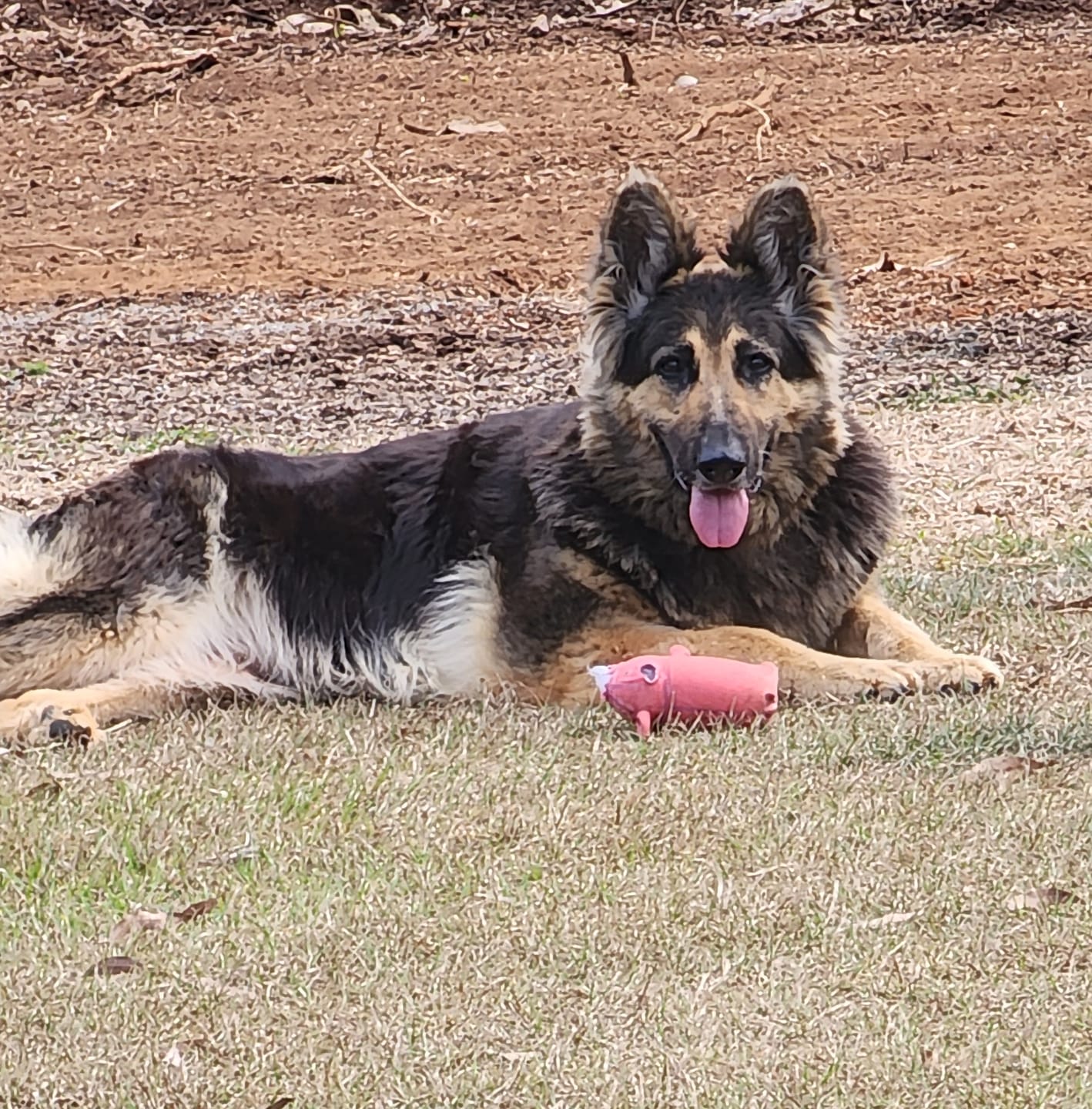 Customer photo review of Canine Joint Plus™️ 500g