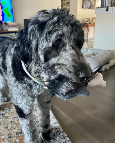 Customer photo review of Knuckleheads 2-in-1 Toy